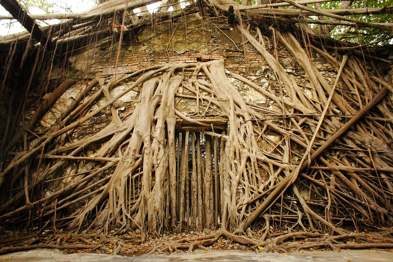 Anping Tree House